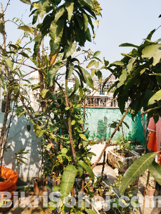 ফলের গাছ